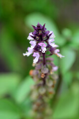 Sweet Basil, Thai Basil, Ocimum basilicum Linn (flower)