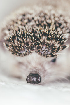 Portraits of the little hedgehog on the bed