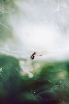 Sheetweb weaver spider (Linyphiidae family) on its web