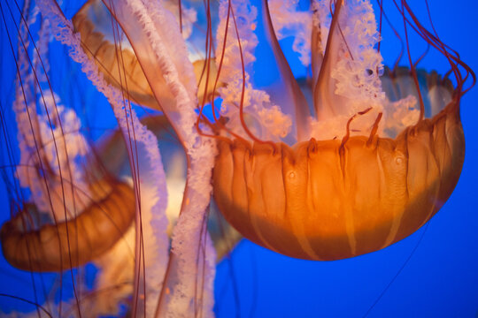 Orange Jellyfish floating in the water