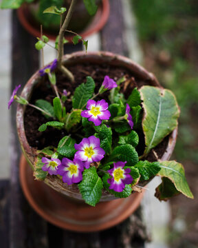 Overhead shot of purple primroses in pot on wooden bench