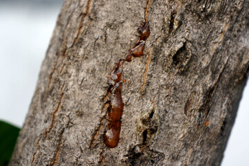 Resin on mango tree ,gum resin