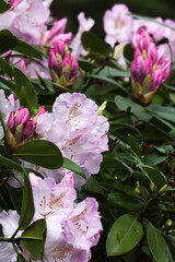 close up of many pink rhododendron flowers