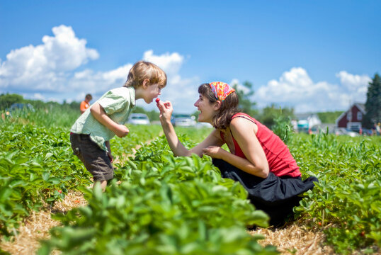 Mom feeds a fresh strawberry to her son in a berry patch