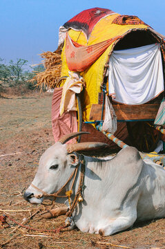 Gypsy Wagon With Cow In India