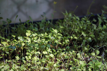 sprouting seedlings growing in a flat pot