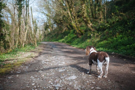 Dog standing on a footpath in the woods