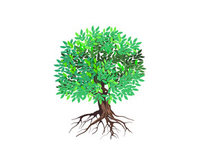 Obraz premium Tree and roots vector illustrations, ancient oak and mangrove tree.