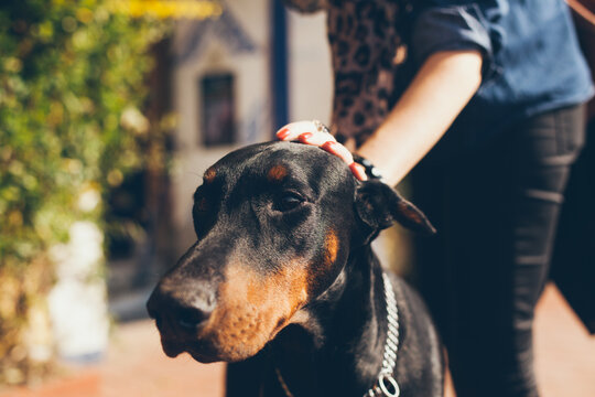 Doberman Pinscher