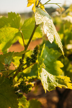 Vineyard growing on spring season