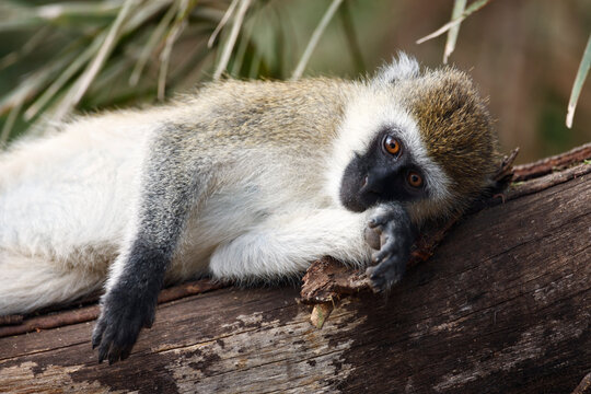 Resting Monkey Africa's Lake Manyara National Park
