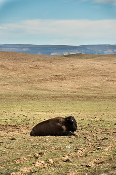 Bison in a prairie