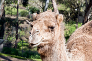 Obraz premium this is a close up of a camel