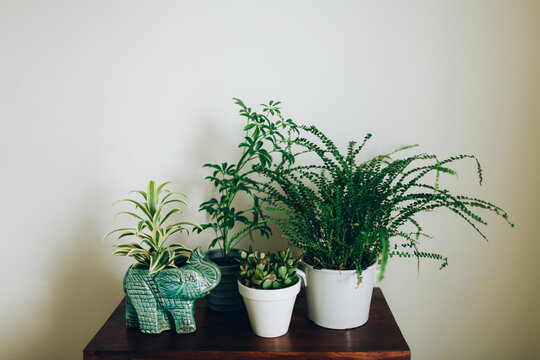 A grouping of lush green plants on a table