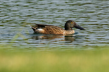 Northern Shoveler Spatula clypeata Costa Ballena Cadiz