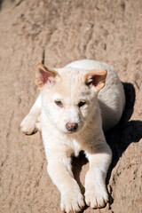 the white dingo pup is sitting on a log