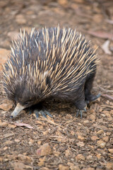 the echidna is looking for ants to eat, he has a long nose to get into small crevices