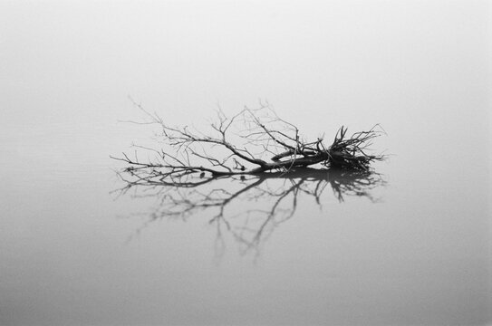 Dead tree floating in water