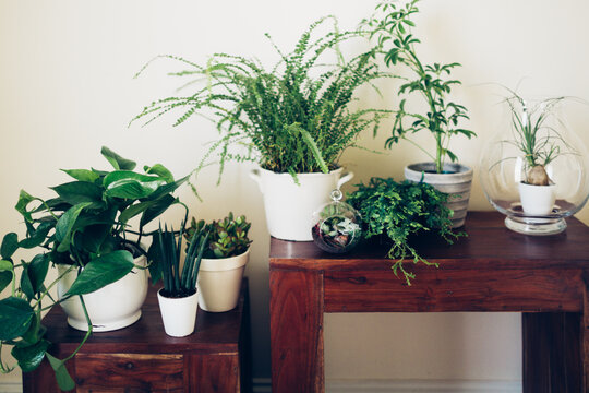 Lush green household plants on a table