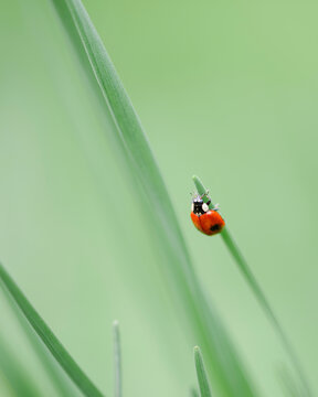 ladybug upside down