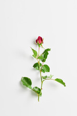 the minimalistic concept. beautiful rose on a white background, top view