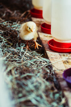 baby chicks walks by a row of waterers