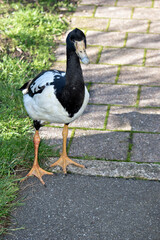 the magpie goose is walking on a path