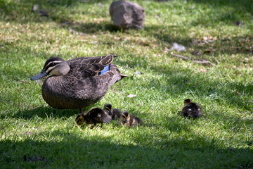 the Pacific black duck is looking after her 3 ducklings