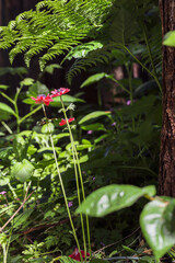 three red blooms in a green overgrown garden