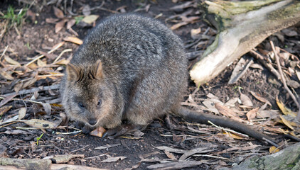 Fototapeta premium the quokka is a cute marsupial with grey fur