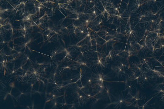 Dandelion Seeds