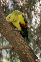 the regent parrot is perched on a tree branch