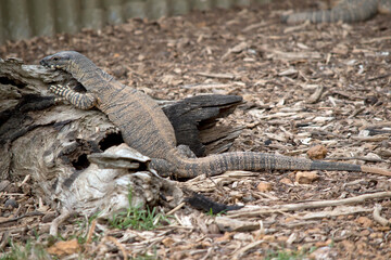 Fototapeta premium the rosenberg monitor lizard is climbing onto rocks