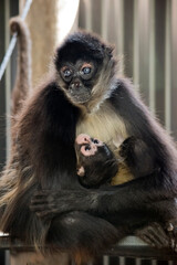 the spider monkey is cuddling her baby