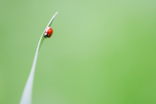 ladybug on grass blade