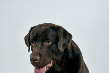purebred dog on a light background pet cropped view close-up