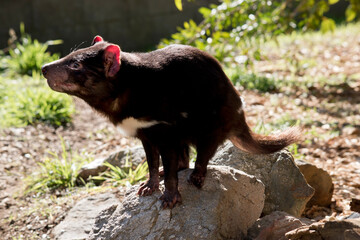 the Tasmanian devil is sniffing the air