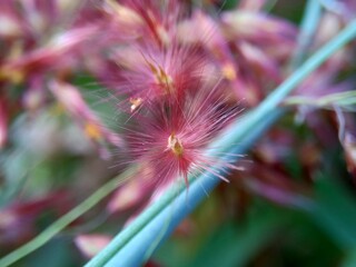 Imperata Cylindrica flower (also called cogon grass or kunai grass) with a natural grass. Indonesian call it as ilalang or alang-alang.