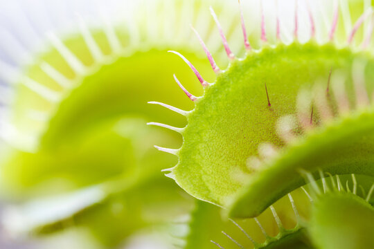Venus Flytrap close up