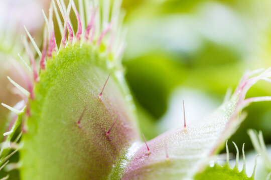 Venus Flytrap close up