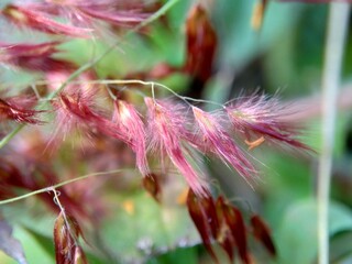 Imperata Cylindrica flower (also called cogon grass or kunai grass) with a natural grass. Indonesian call it as ilalang or alang-alang.