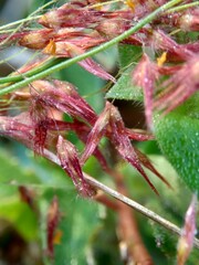 Imperata Cylindrica flower (also called cogon grass or kunai grass) with a natural grass. Indonesian call it as ilalang or alang-alang.