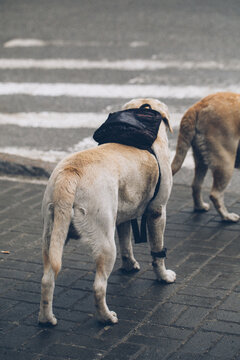dog traveler