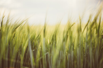Scene with green cereal field at spring ideal for a wallpaper picture