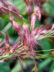 Imperata Cylindrica flower (also called cogon grass or kunai grass) with a natural grass. Indonesian call it as ilalang or alang-alang.