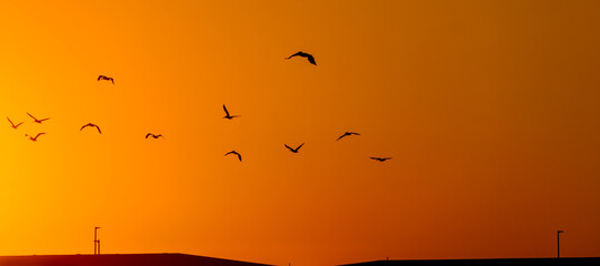 Silhouette of a flock of birds flying in a dramatic yellow and orange sky at sunset on the first day of fall.