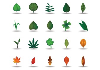 collection of leaves
