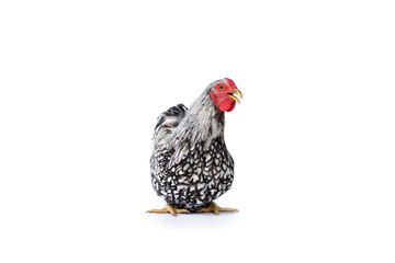 isolated white Wyandotte Chicken on studio light with the clear white background.