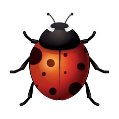 ladybird