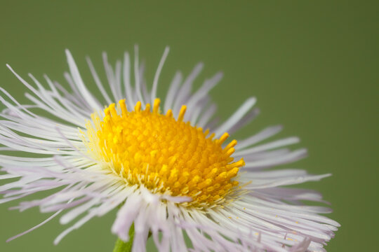 Daisy Fleabane flower head against out-of-focus background